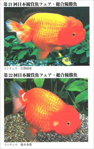 日本観賞魚フェア総合優勝魚