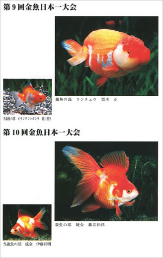 金魚日本一大会優勝魚